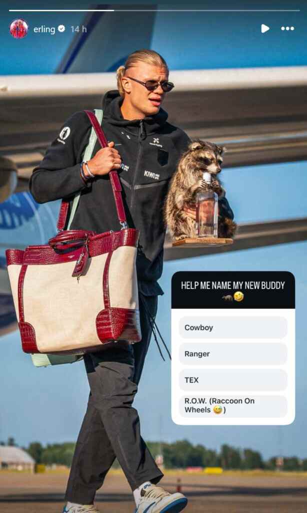 Haaland raccoon