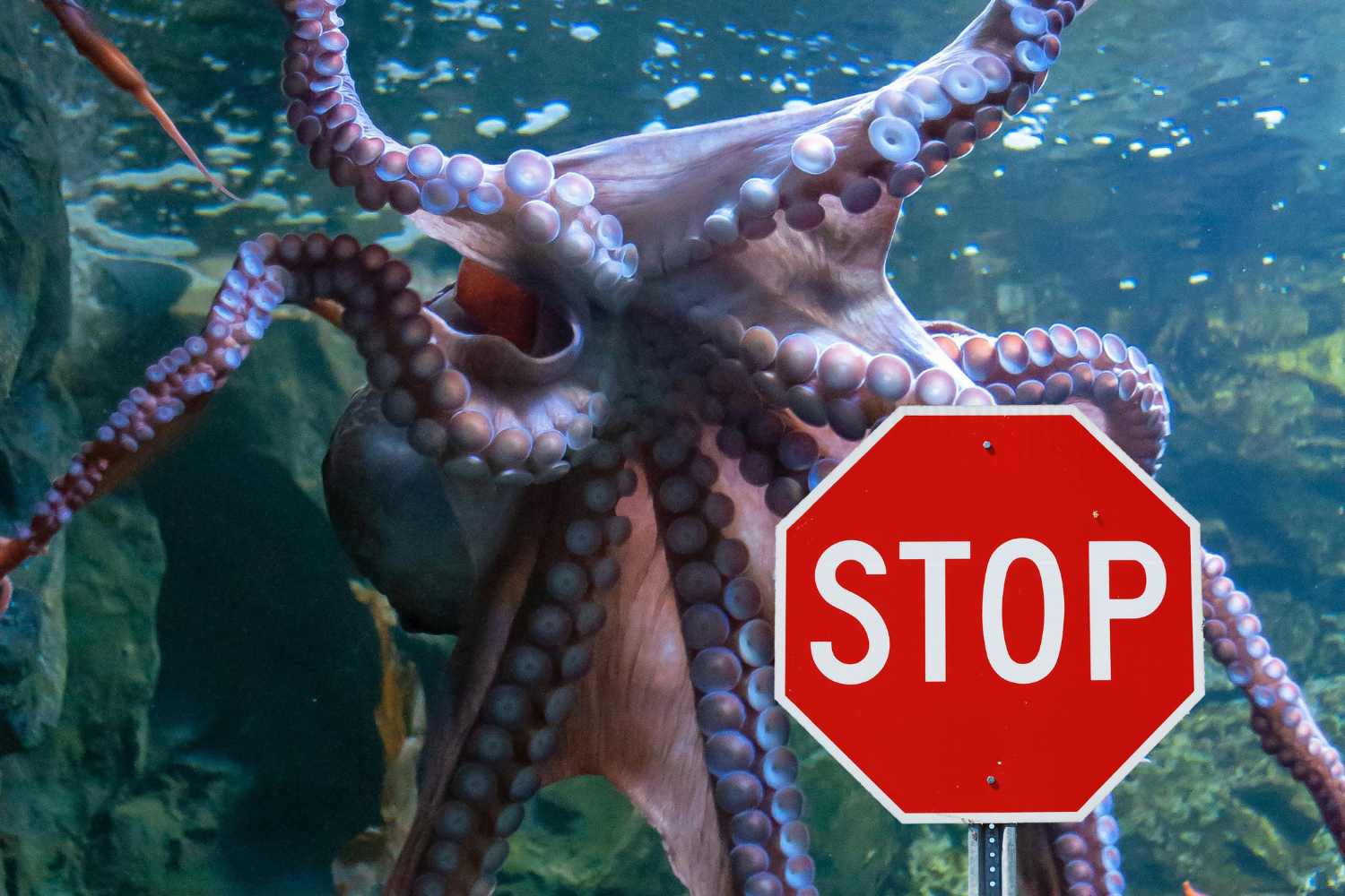 Historic victory for the octopuses! After 5 years of protests, Nueva Pescanova abandons the project of the first intensive farming in the world