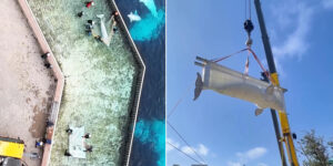 Marineland: this is how the 4 remaining belugas were transported by plane to the closed water park in Ontario