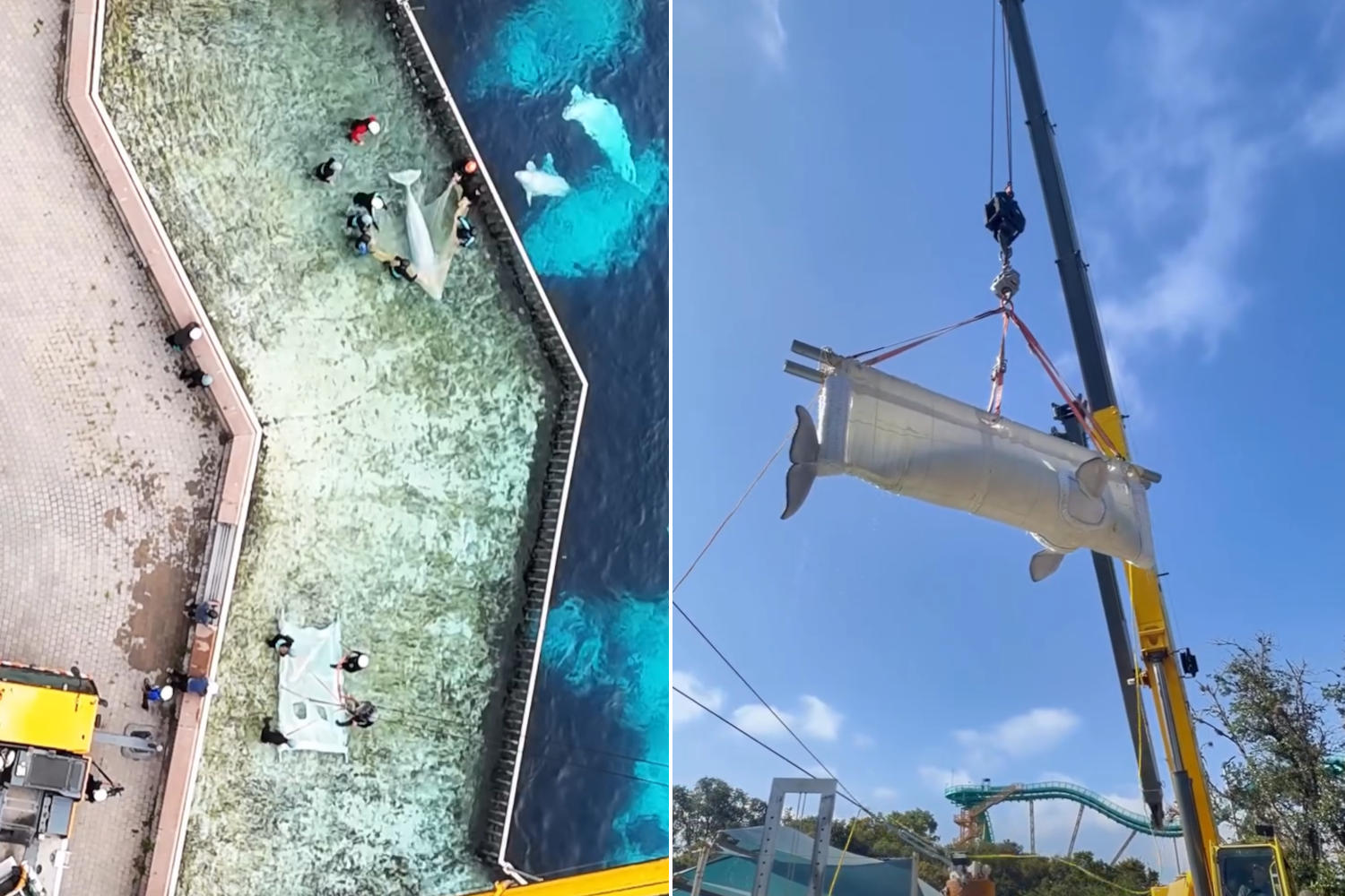 Beluga Marineland