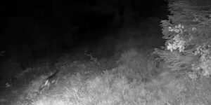 Nothing but kills and hunters! Anti-wolf deterrents really work (and the video coming from Trentino proves it)