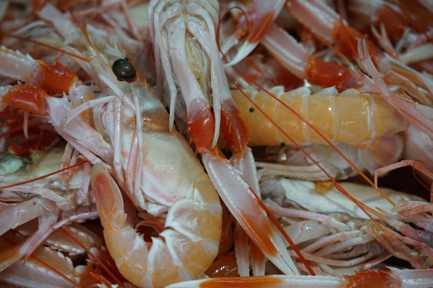 Scampi dolore