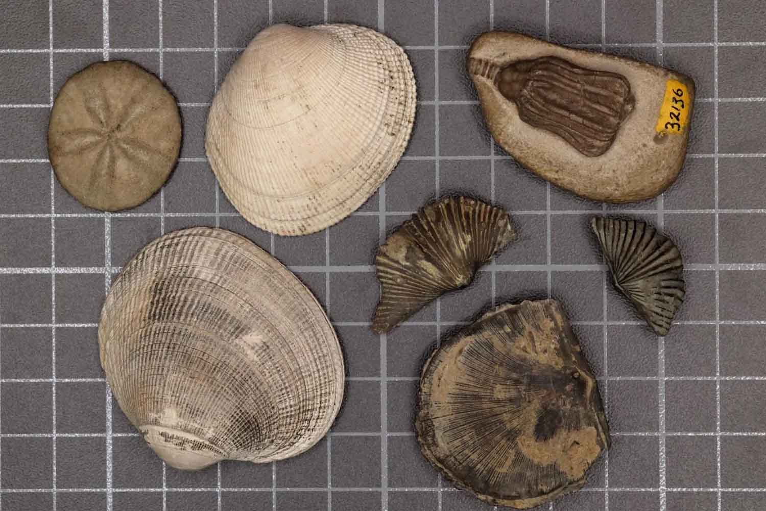 fauna moderna e paleozoica Sarah Leibovitz