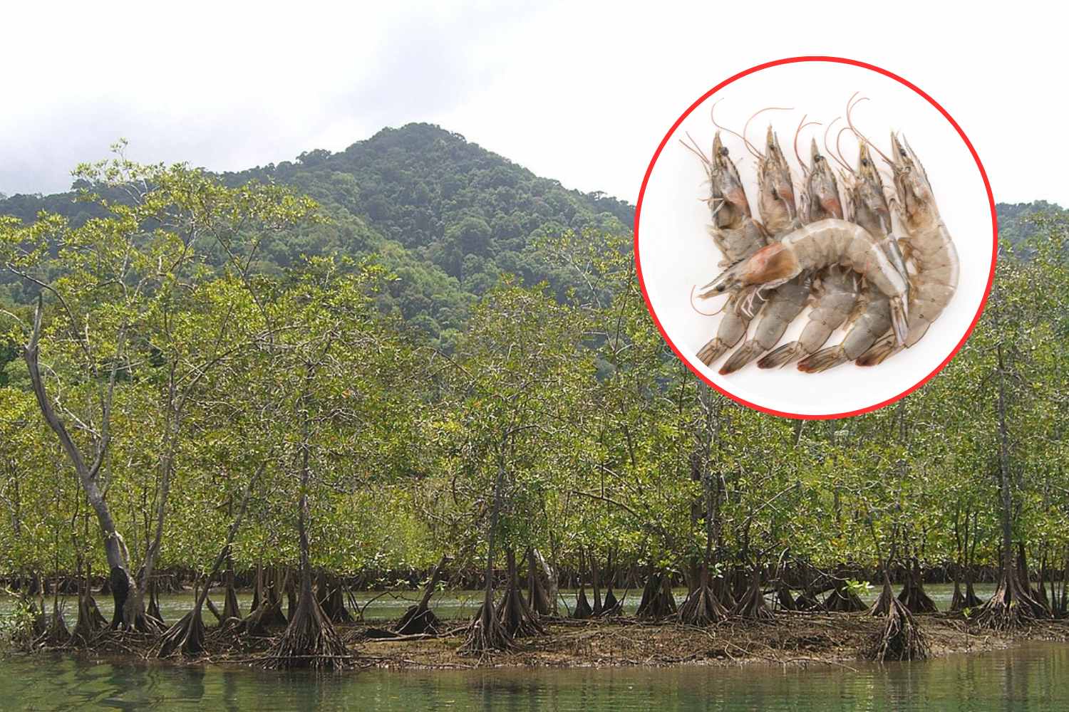 So shrimp farms are eating up Ecuador's mangroves