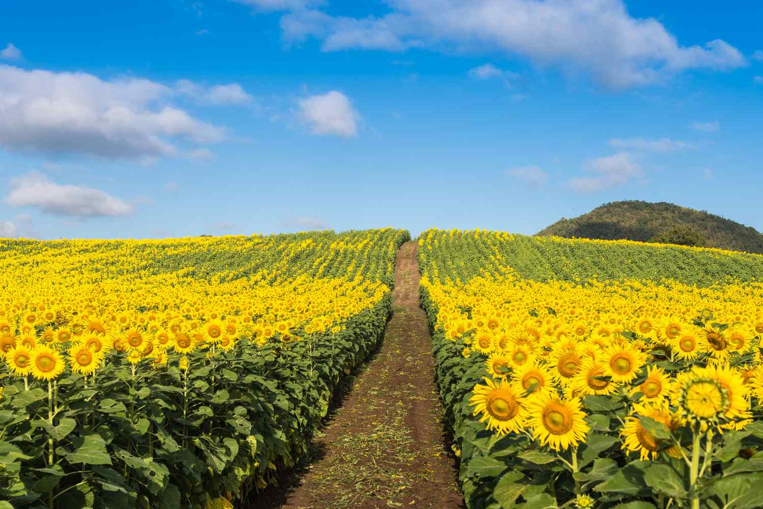 campi di girasole