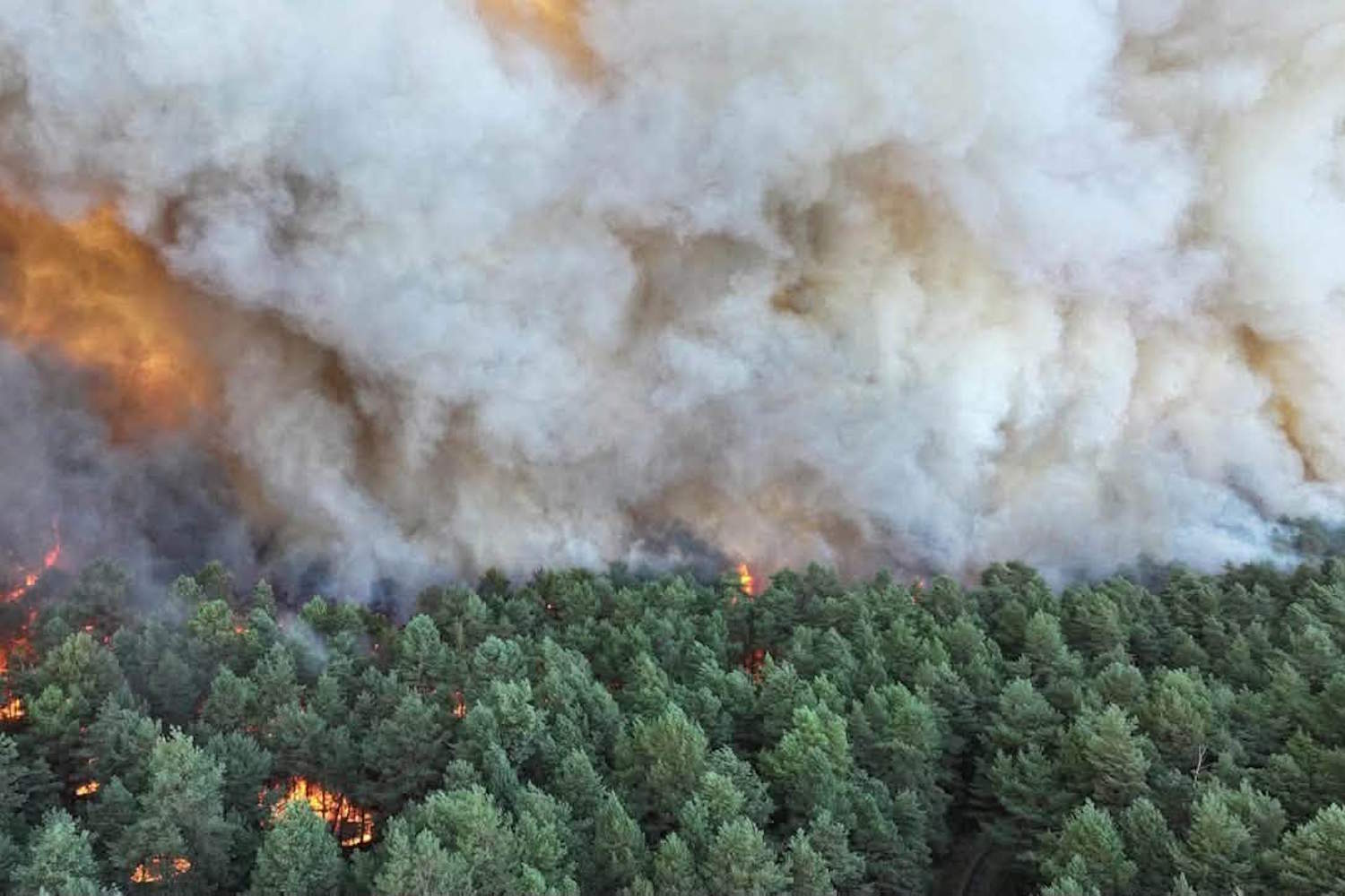 Fontainebleau incendio