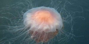 The largest jellyfish in the world spotted: it has tentacles longer than a city tram