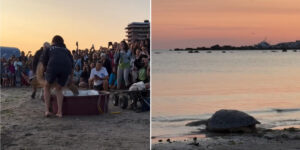 The long journey of the turtle Ulysses towards freedom: he returns to the sea after being trapped in a trawl net