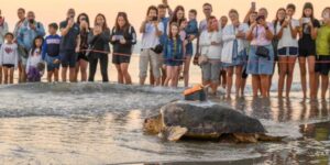 The turtle Nancy finally swims free in the sea again: she had been captured by the meshes of a trawl net