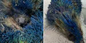They cover a hedgehog in spray paint until it dies (after a week of agony): four people arrested