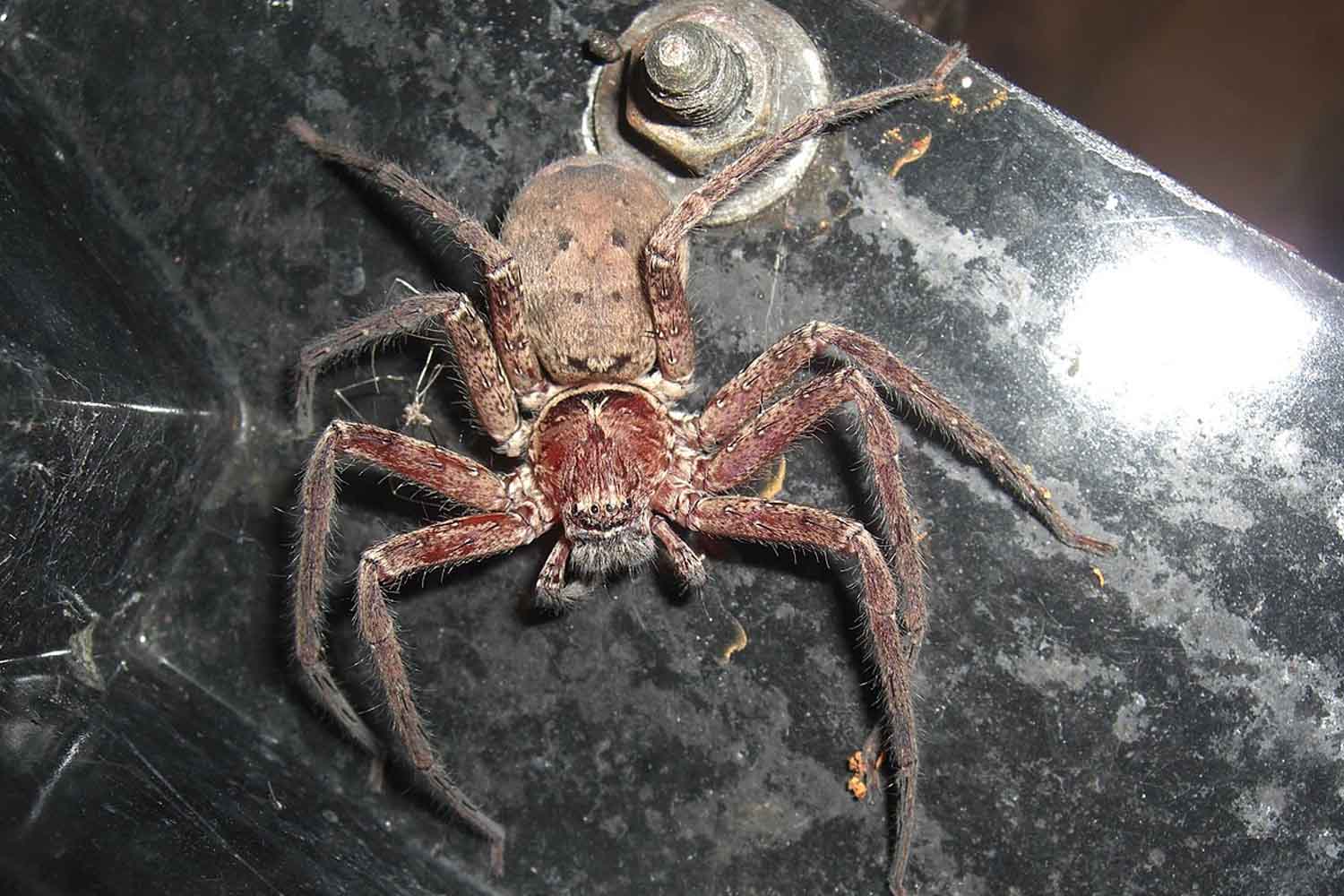 Heteropoda cervina