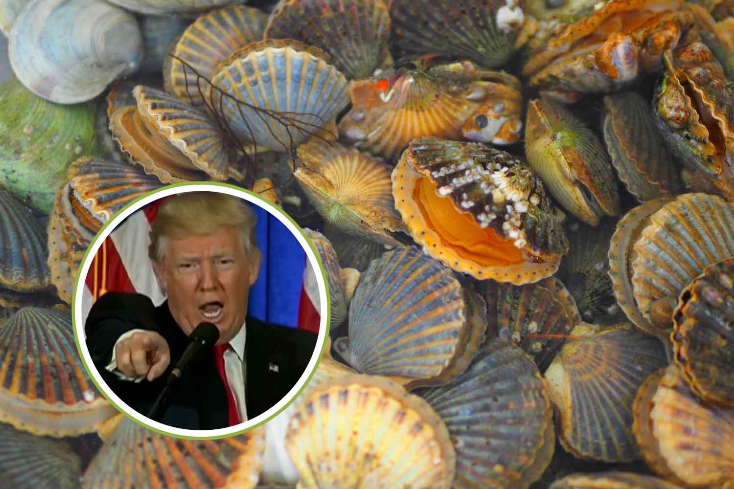 capesante Trump