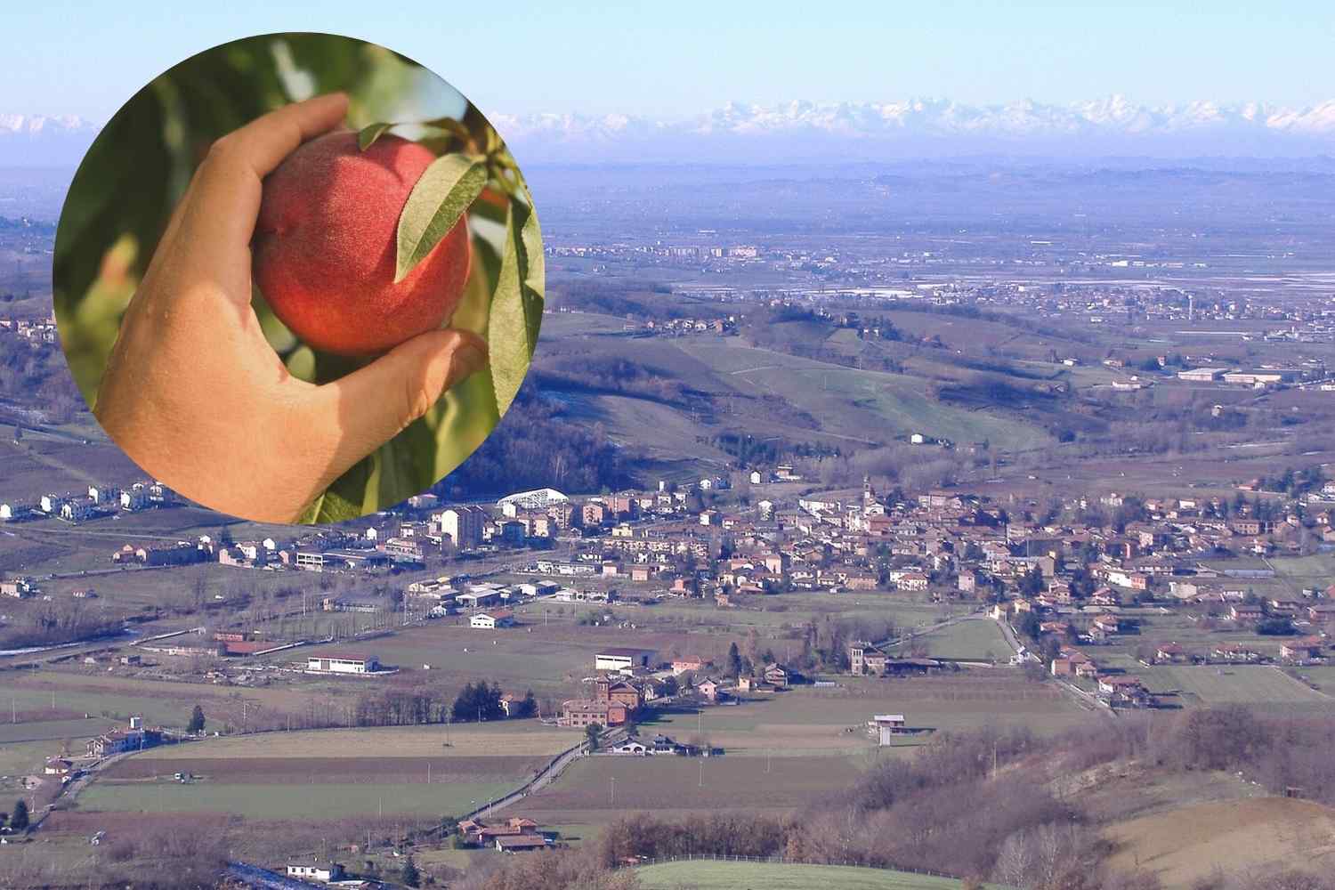 volpedo