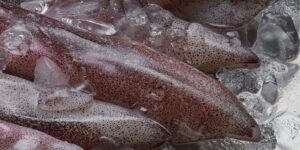 Intensive fishing is a plague completely out of control, the shock report on squid