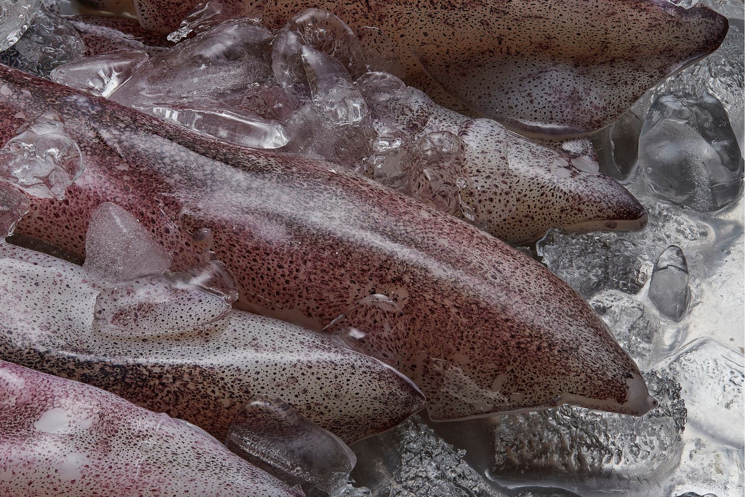 pesca intensiva report shock calamaro