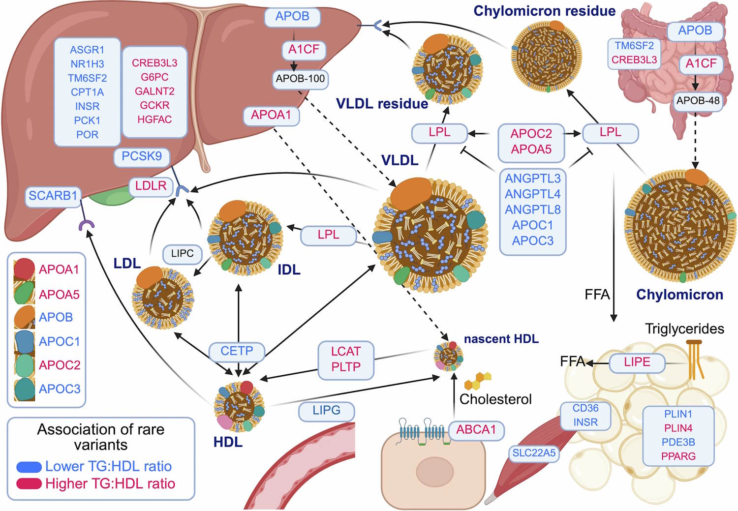 cardiovascular disease gene mutation