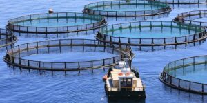 Farmed fish, is it really the solution to saving the oceans? First global study fails 20 major seafood companies