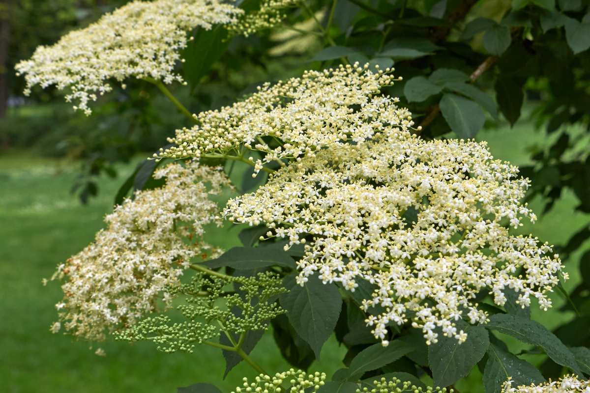 elder