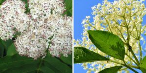 I’ll explain how to distinguish the good elderberry from the poisonous one and I’ll reveal how to make a delicious jam with it.
