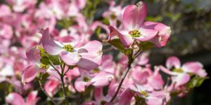 Dogwood: How to Grow the Legendary Tree Behind the Trojan Horse and Alexander the Great’s Knot