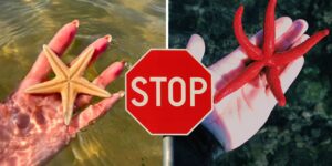 No more photos with starfish in your hand on holiday! They are not souvenirs (and it doesn’t take much to kill them)