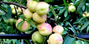 If you are in Sicily you absolutely must eat this ancient fruit before it disappears forever