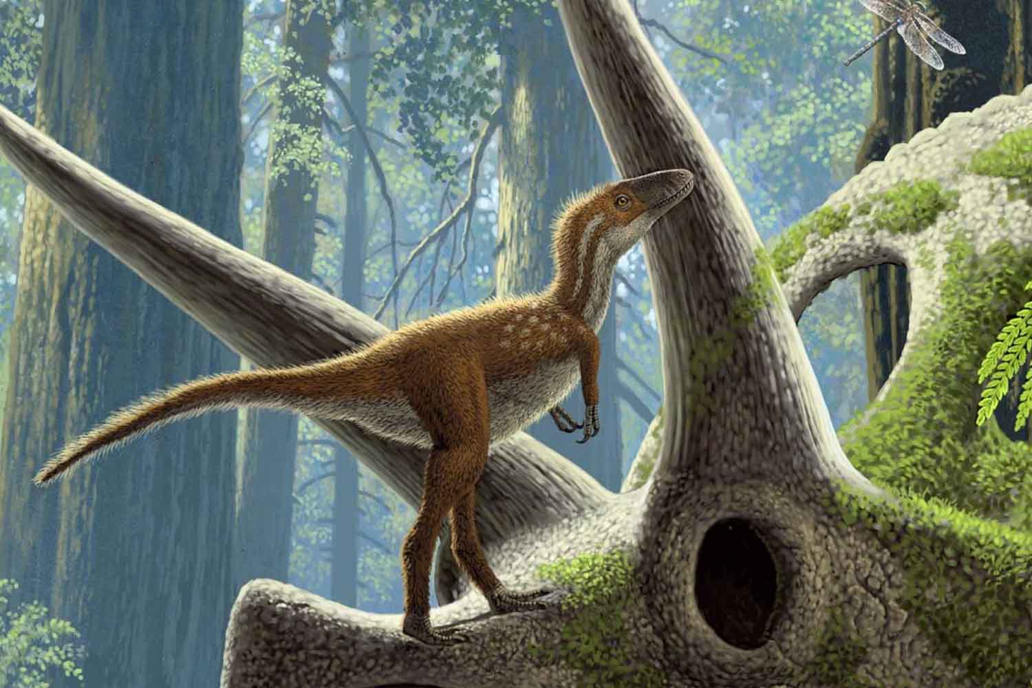 cucciolo di T. Rex