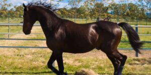 Farewell to the legendary horse Varenne, the best trotter ever, who died at the age of 31: now he will finally be able to run free