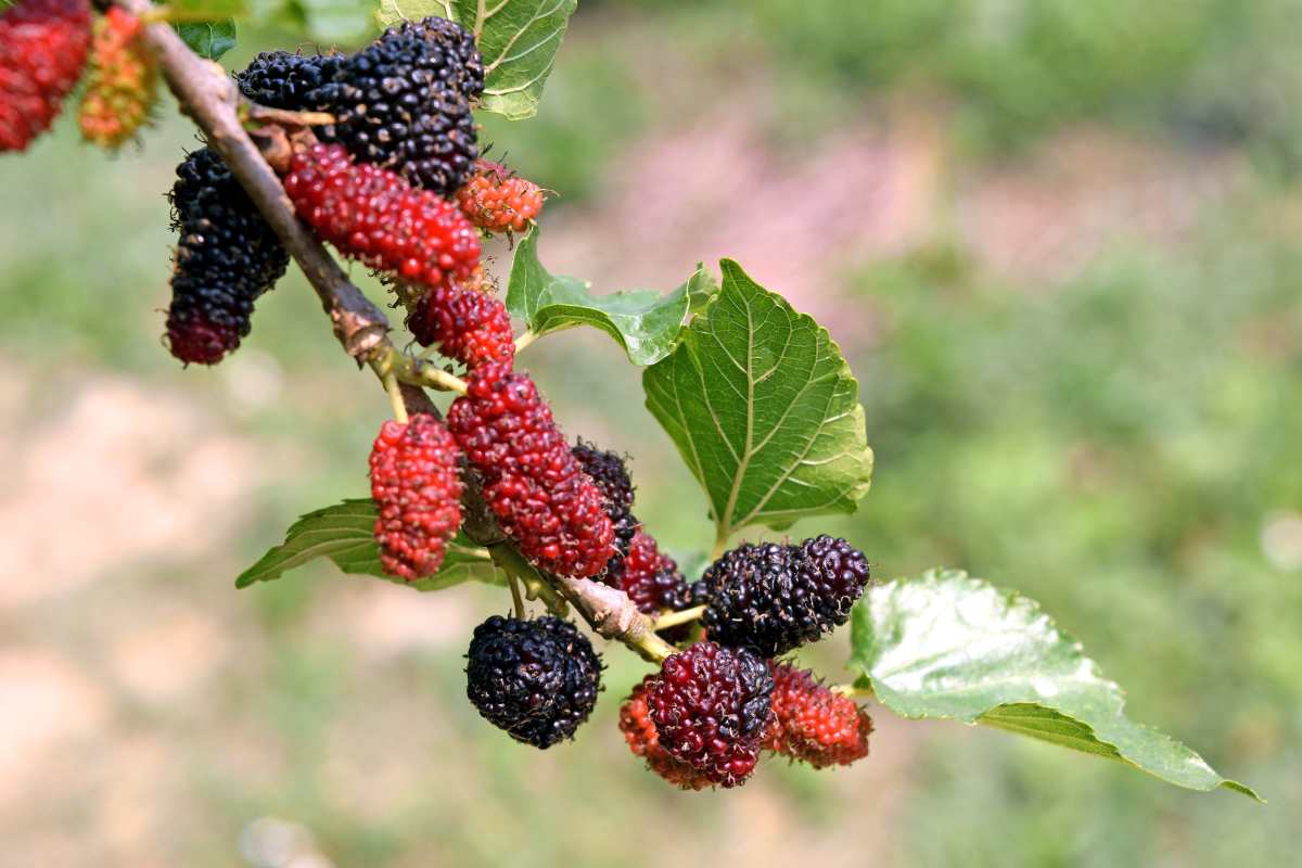 How to grow mulberry