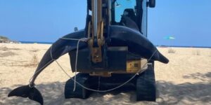 Mother dolphin gives birth thanks to the help of swimmers in Sardinia, but then dies (and the cub is welcomed by the pod)