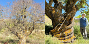 The largest bitter almond tree in the world is found in Sicily: it is 500 years old and has a staircase set in the spiral trunk