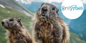 What are these marmots doing on OnlyFans?