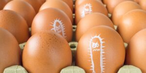 Eggs contaminated by Salmonella, over 300 people infected in Belgium: were they also distributed in Italy?