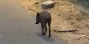 Boar pierced by an arrow wanders suffering through the streets: scenes from the Wild West on the outskirts of Rome