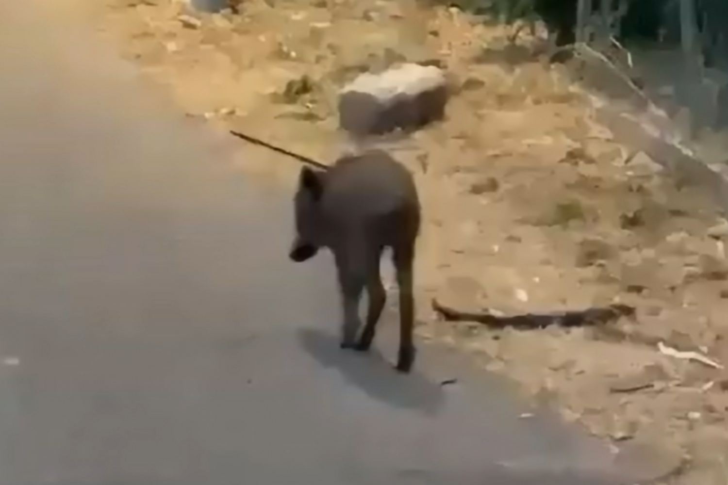 Cinghiale freccia