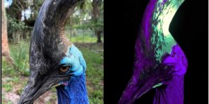 The “most dangerous bird in the world”? It has a large crest that fluoresces under UV rays