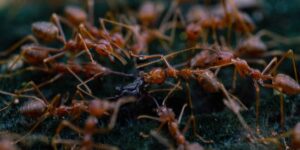 A 6,000 km long supercolony of ants crosses four European countries (passing through Italy)