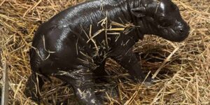 A baby pygmy hippopotamus born at the Toronto Zoo: she’s adorable (but a sad future awaits her)