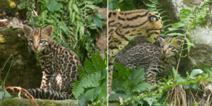 A cute ocelot puppy born at La Torbiera Park (but he will never see his natural habitat)