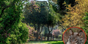 A wolf spotted in the city center of Riccione: the Municipality closes three parks in the evening and night hours