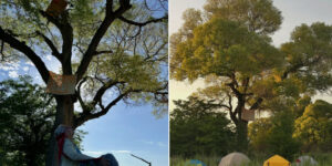 Activists defend the last century-old poplar tree in Arizona from federal bulldozers: “it is our Statue of Liberty”