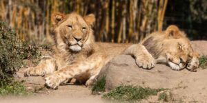After the three lionesses who died due to the record heat, 3 other dying lions are fighting for their lives at the Tokyo Zoo