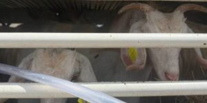 Another 100 feral goats captured (with fishing nets) and deported to Alicudi: let’s stop this cruelty!