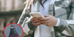 Anxious about responding to messages right away? This app sends them at the speed of carrier pigeons (and invites us to slow down)