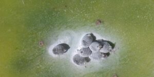 Are mealybugs killing your plants? Here are the natural remedies that really work
