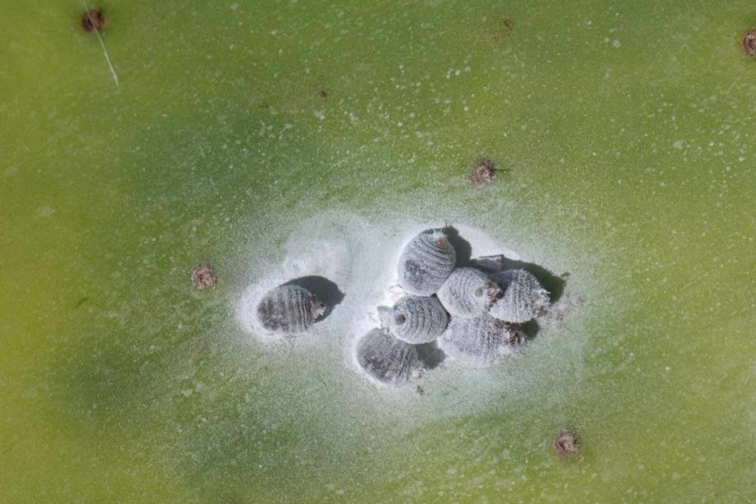 Cocciniglia