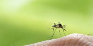 Are you a mosquito magnet? It’s not about “sweet blood” – that’s why some people are targeted more than others