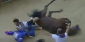 At the Palio di Siena Nicchio wins after 28 years, but falls together with the jockey Tittia (who suffered a head injury)