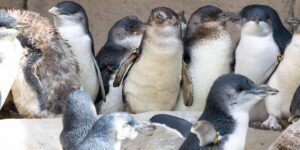 Avian flu emergency in Australia: vaccination plan begins for 5,000 lesser blue penguins after many infections