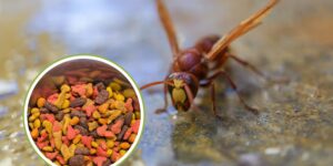 Be careful not to leave cat food unattended: it can attract the dangerous Vespa orientalis which is greedy for it.